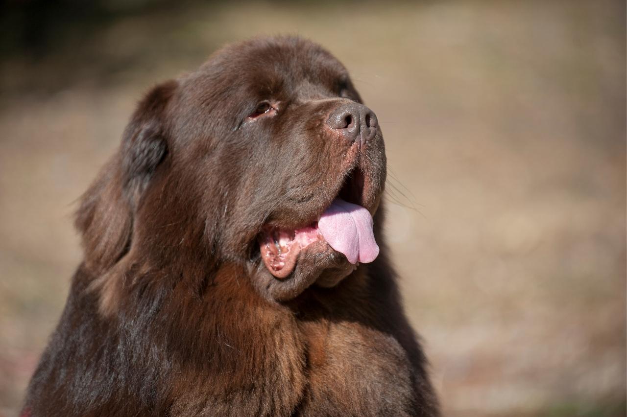 Best freeze dried dog food for Newfoundlands