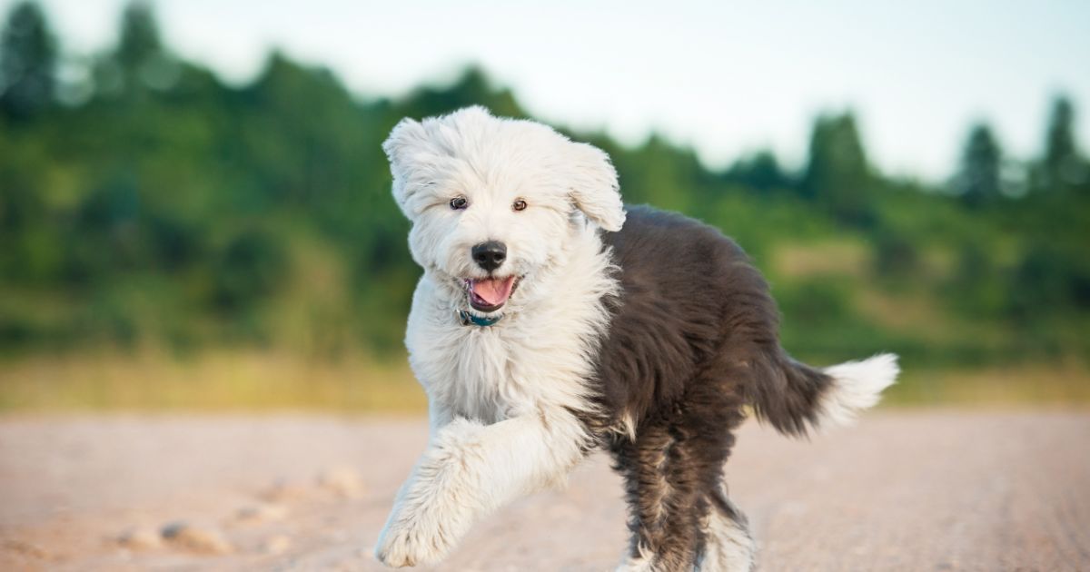 Old English Sheepdog Featured5