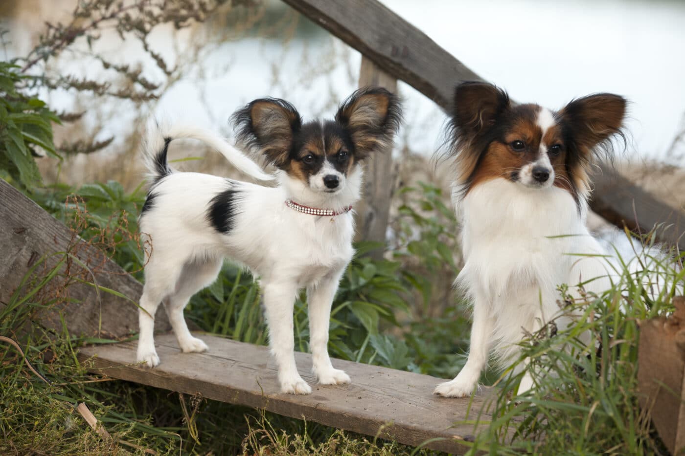 Papillon pair 1400x933 1