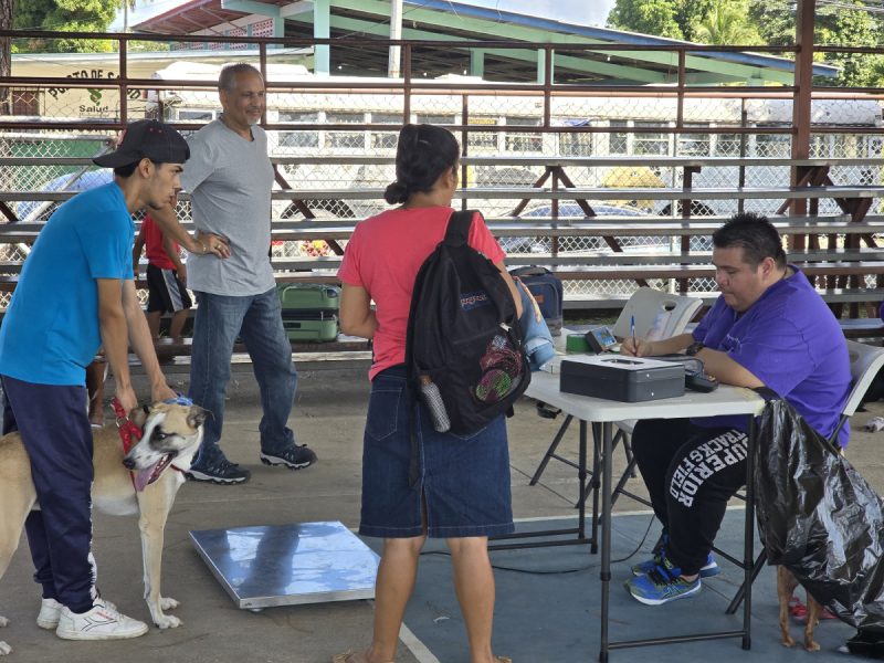 Pet spay and neuter activities Spay Panama 800x600 1