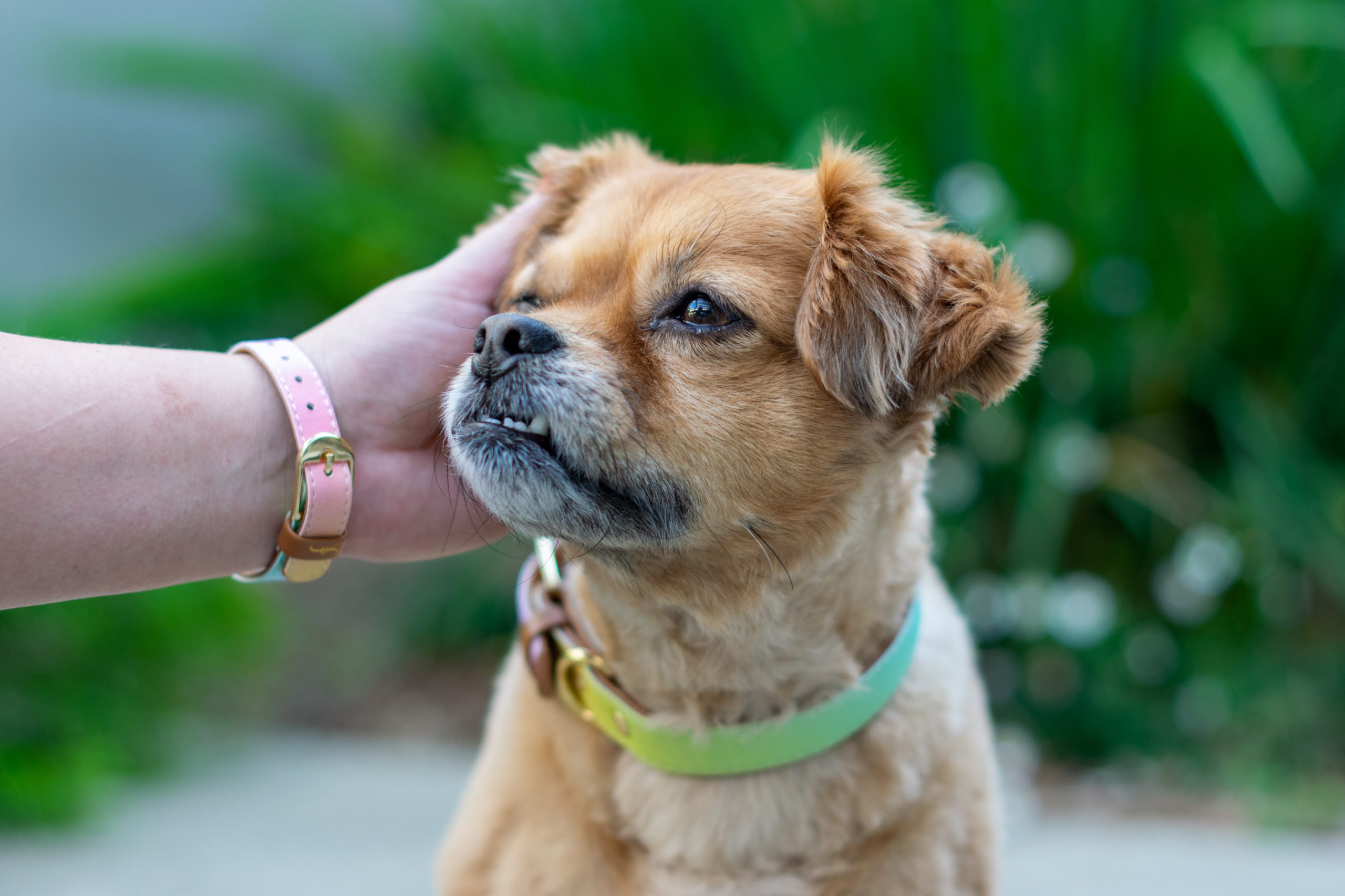 Petting dog with matching bracelet scaled 1