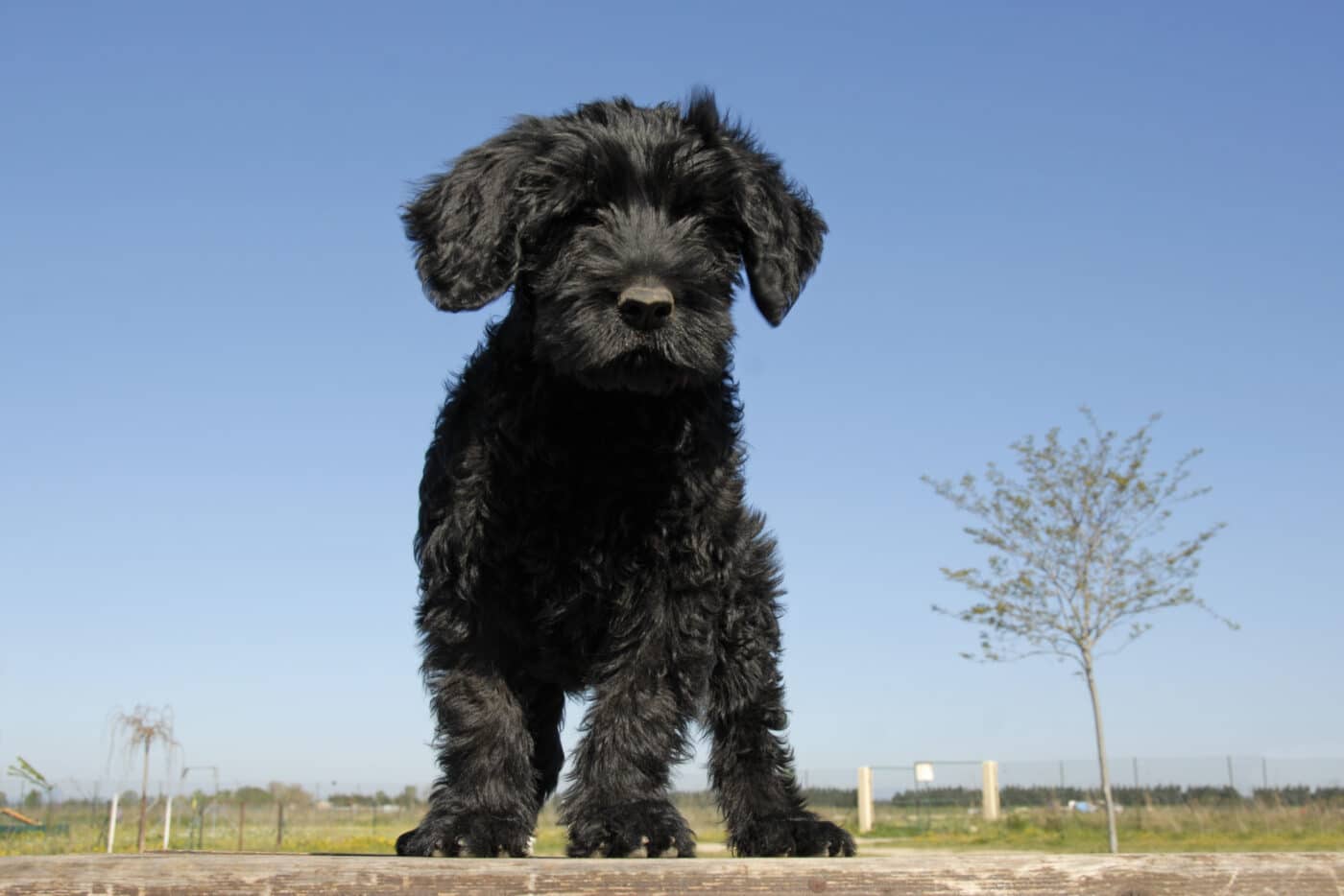 Portuguese Water Dog Puppy 1400x934 1