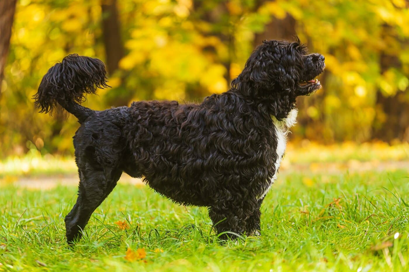 Portuguese Water Dog2 1400x933 1