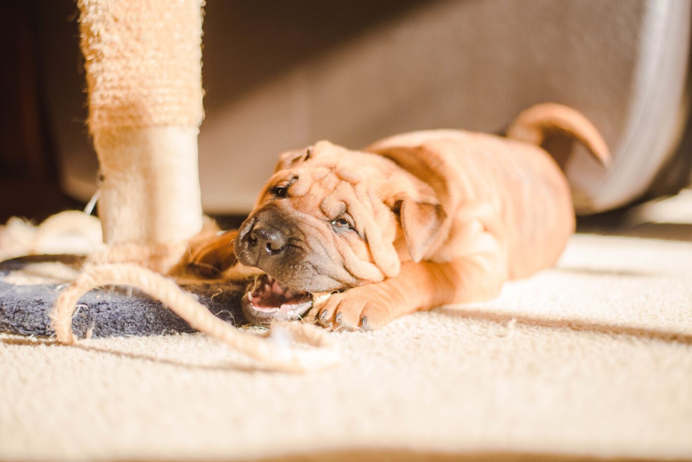 Puppy chewing on cat tree 1400x935 1