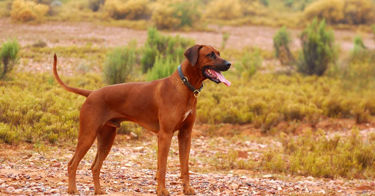 Rhodesian Ridgeback Featured9