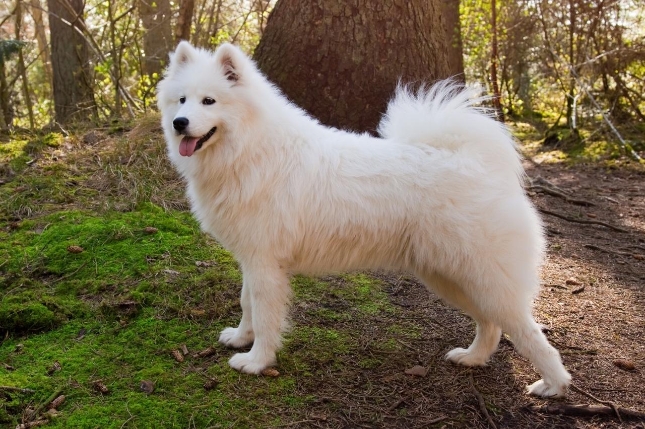 Best invisible dog fence for Samoyeds