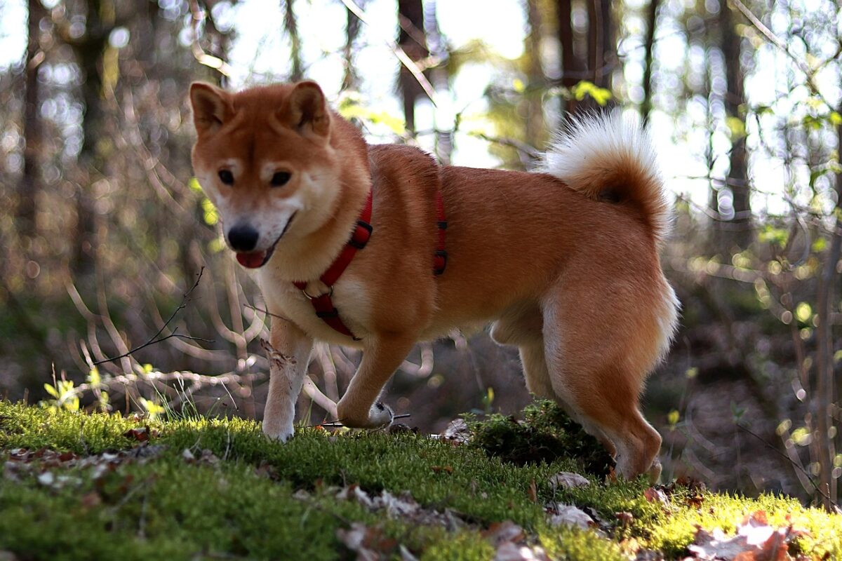 best dog food topper for Shiba Inus