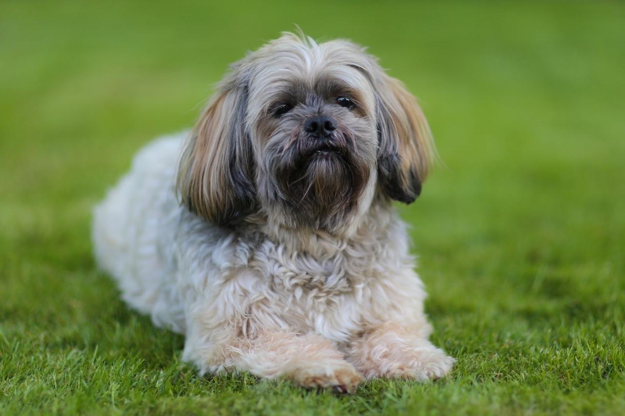 Best dehydrated dog foods for Shih Tzus