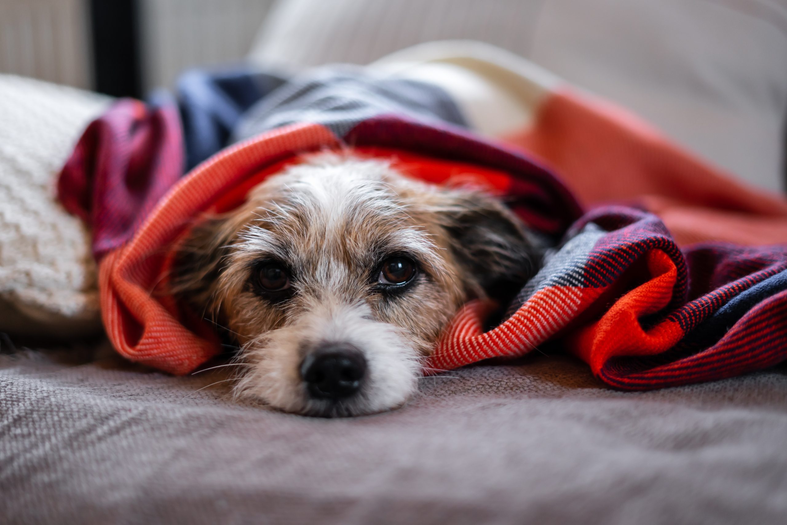 Sick dog under blanket scaled 1