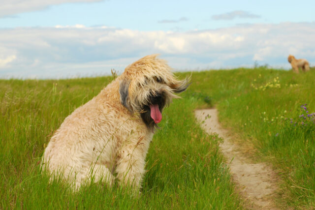 Soft Coated Wheaten Terrier e1722945748622