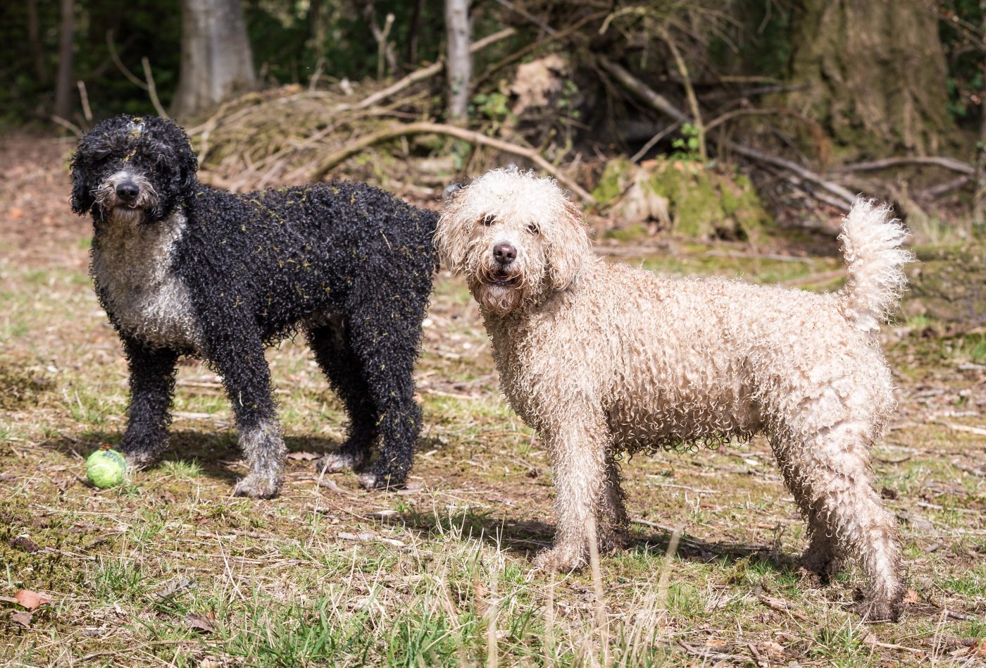 Spanish Water Dog 1400x948 1