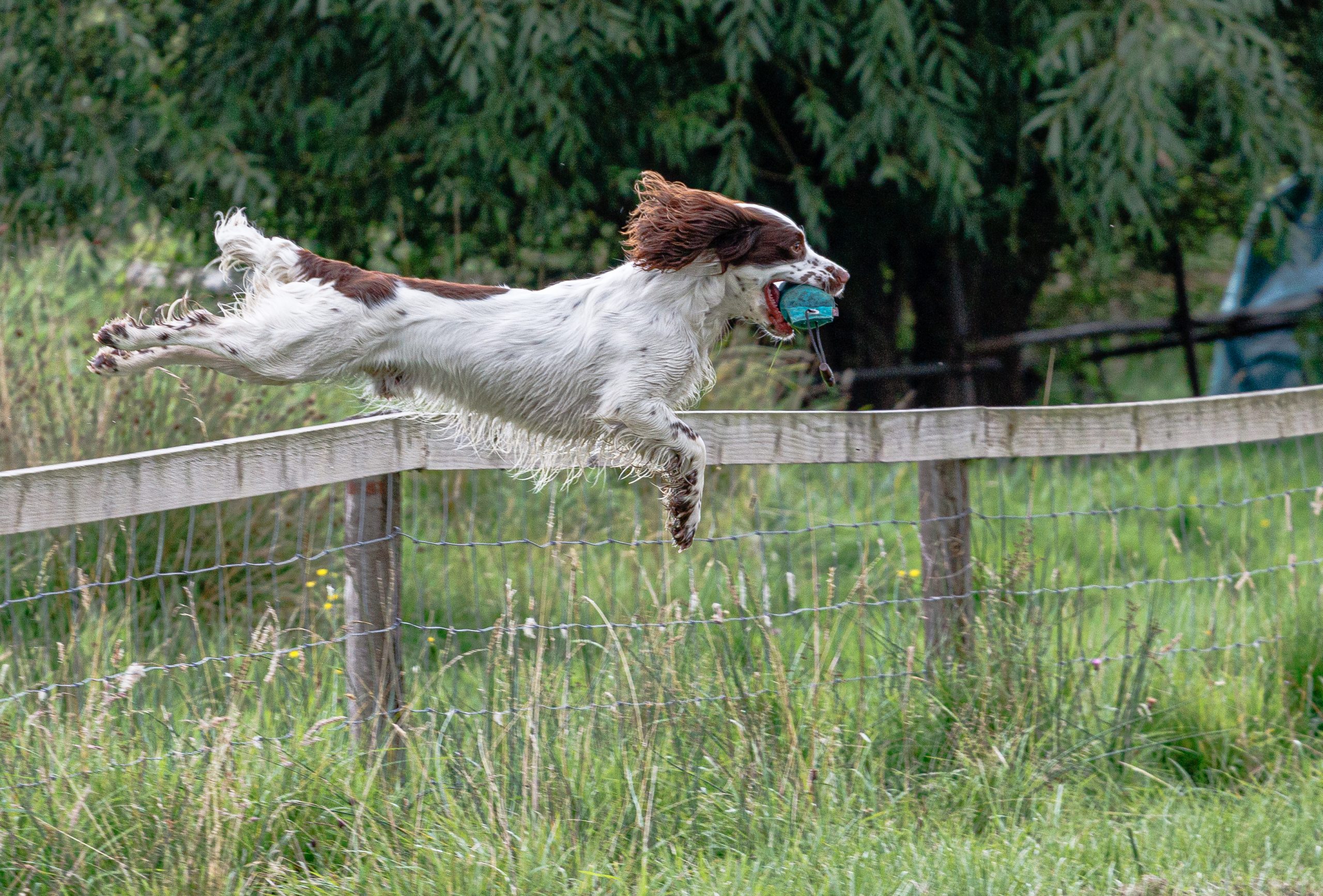 Springer Spaniel Jump in the fence