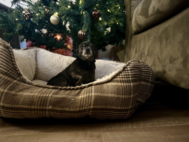 Subi in her bed in front of the Christmas tree Amanda 800x600 1