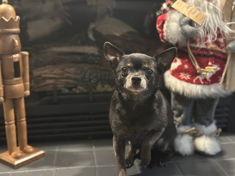 Subi sitting by the Santa Claus decoration