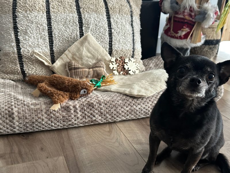 Subi sitting by the bed with toys