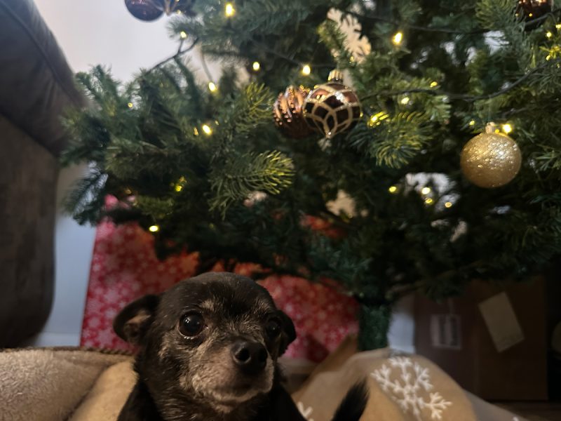 Subi under the Christmas tree Amanda 800x600 1