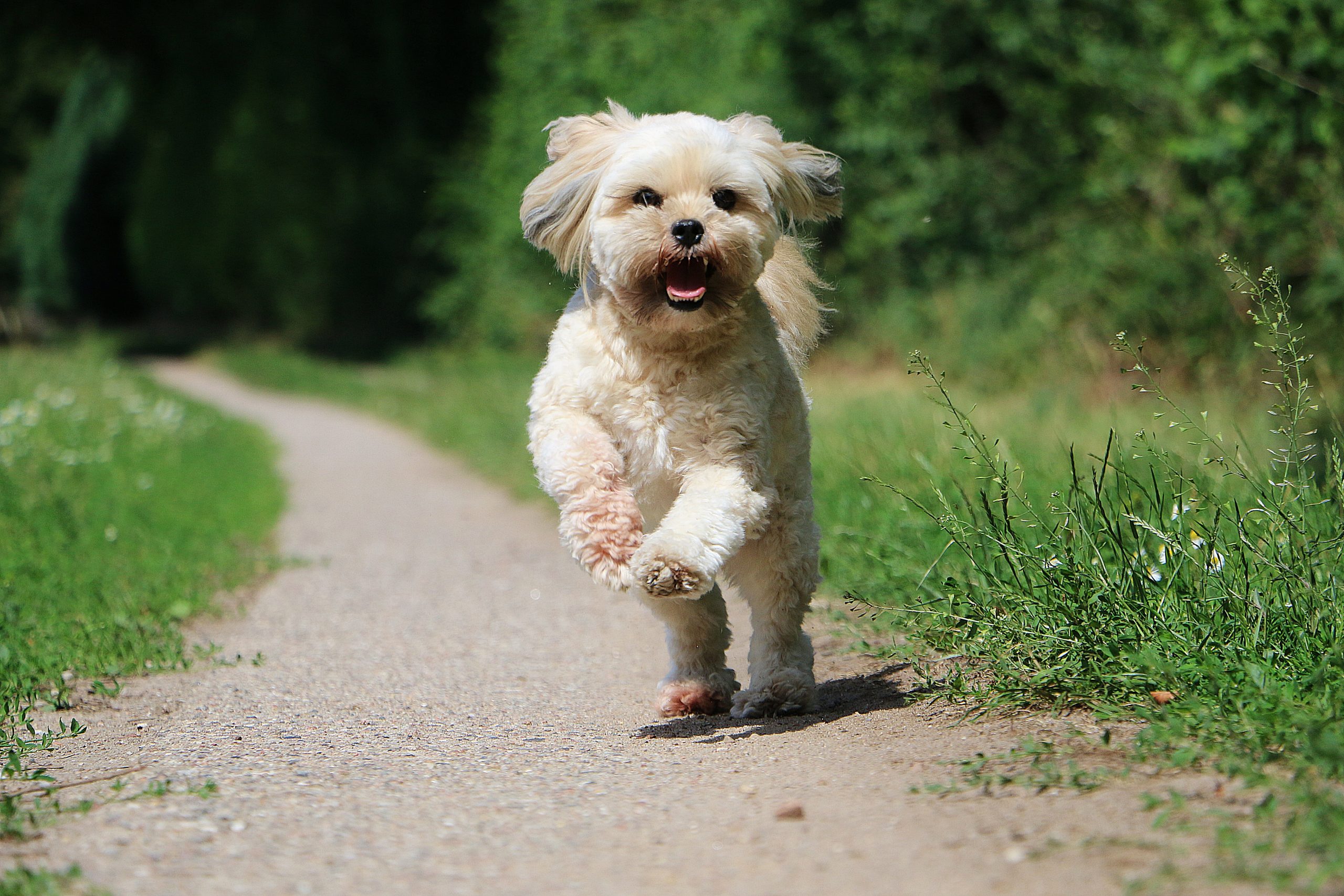 Tibetan Terrier6 scaled 1