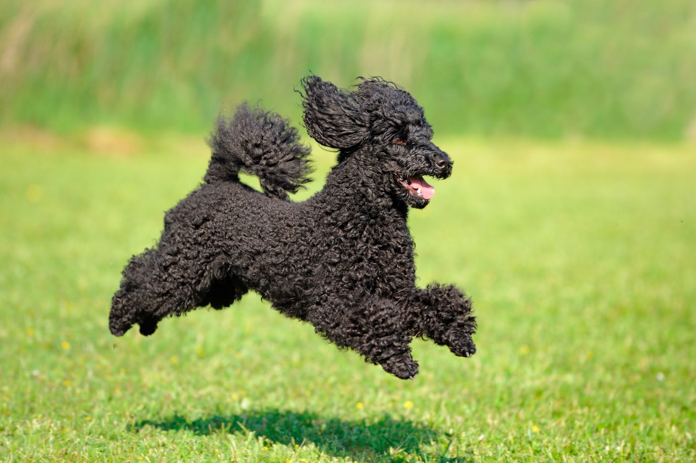 Toy Poodle2 1400x932 1