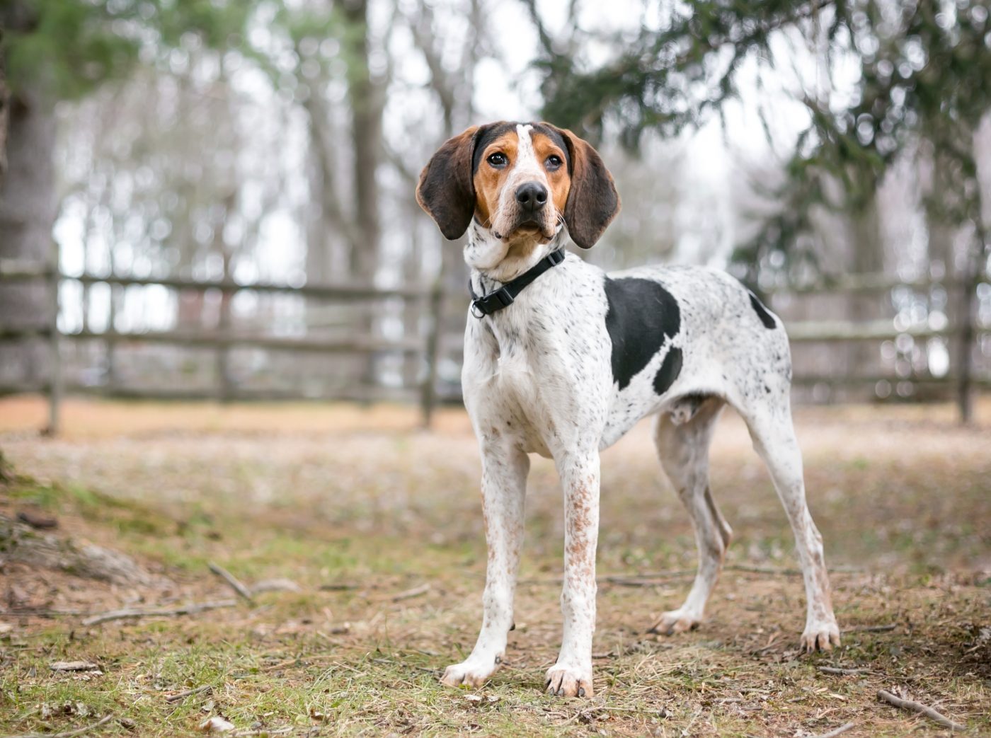 Treeing Walker Coonhound2 1400x1043 1