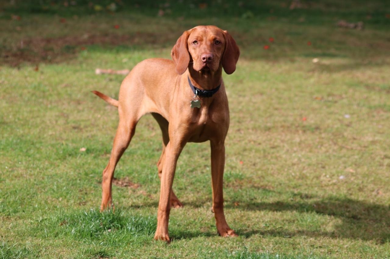 Best online dog training classes for Vizslas