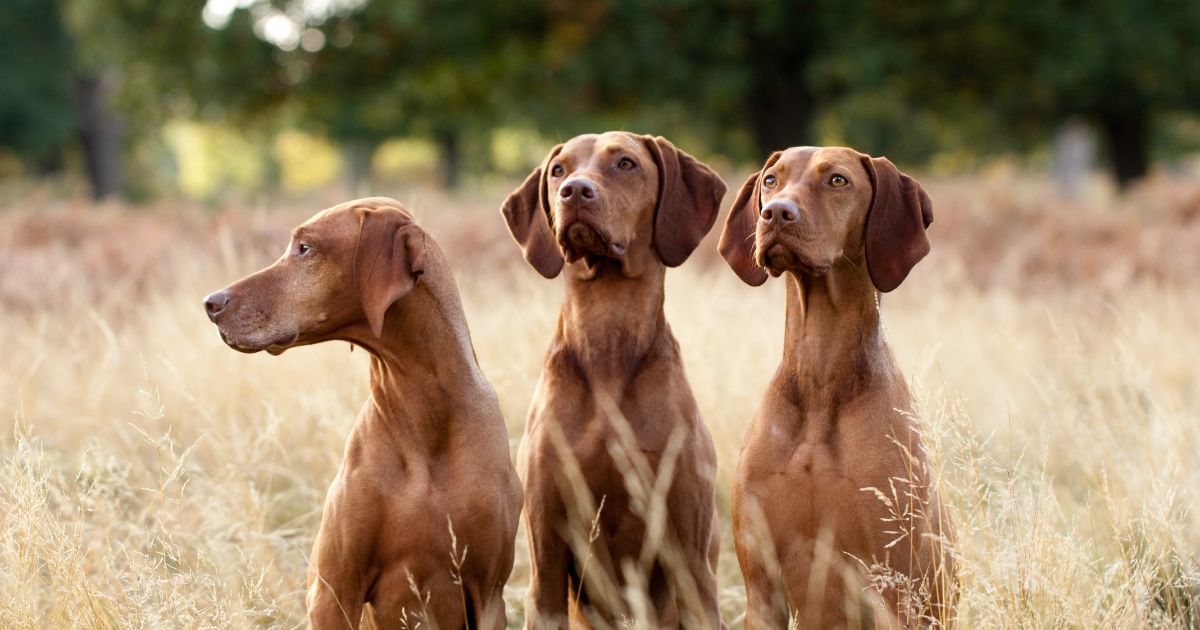 Vizsla Featured9