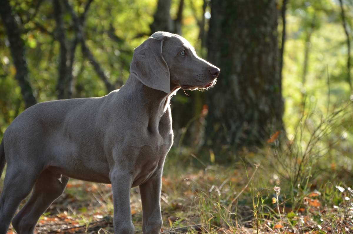 the best weight loss supplements for your Weimaraner