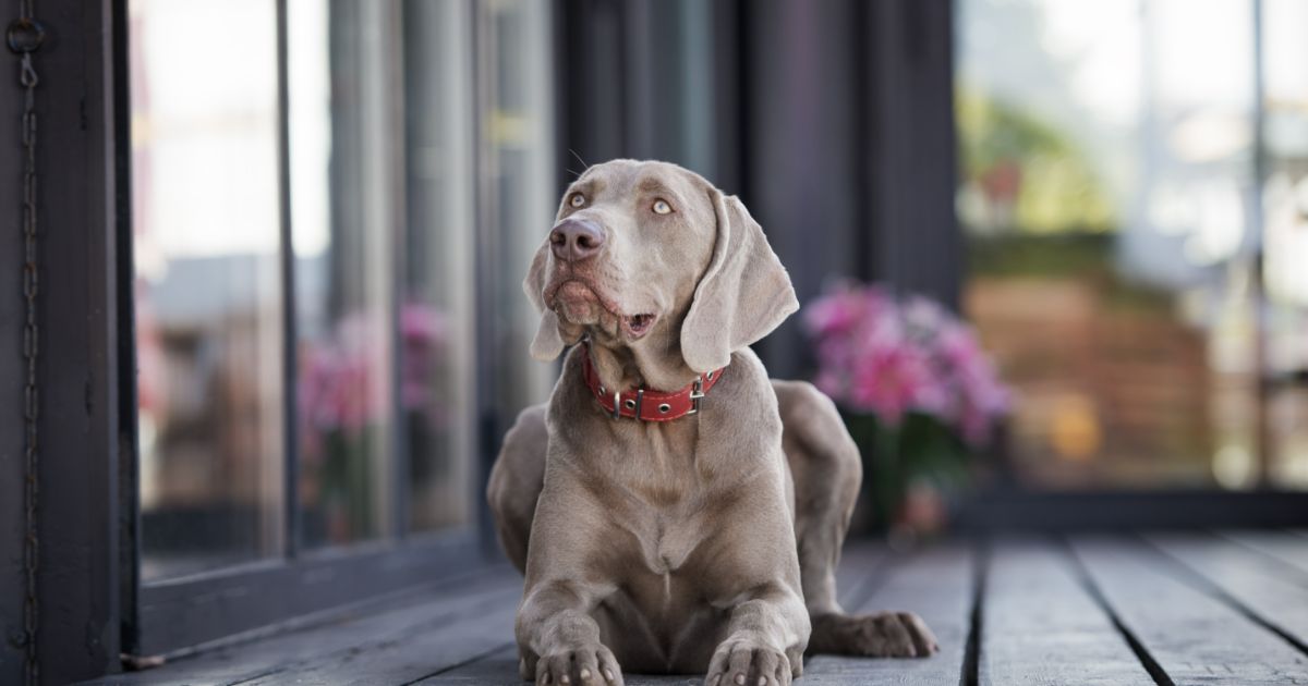 Weimaraner Featured3