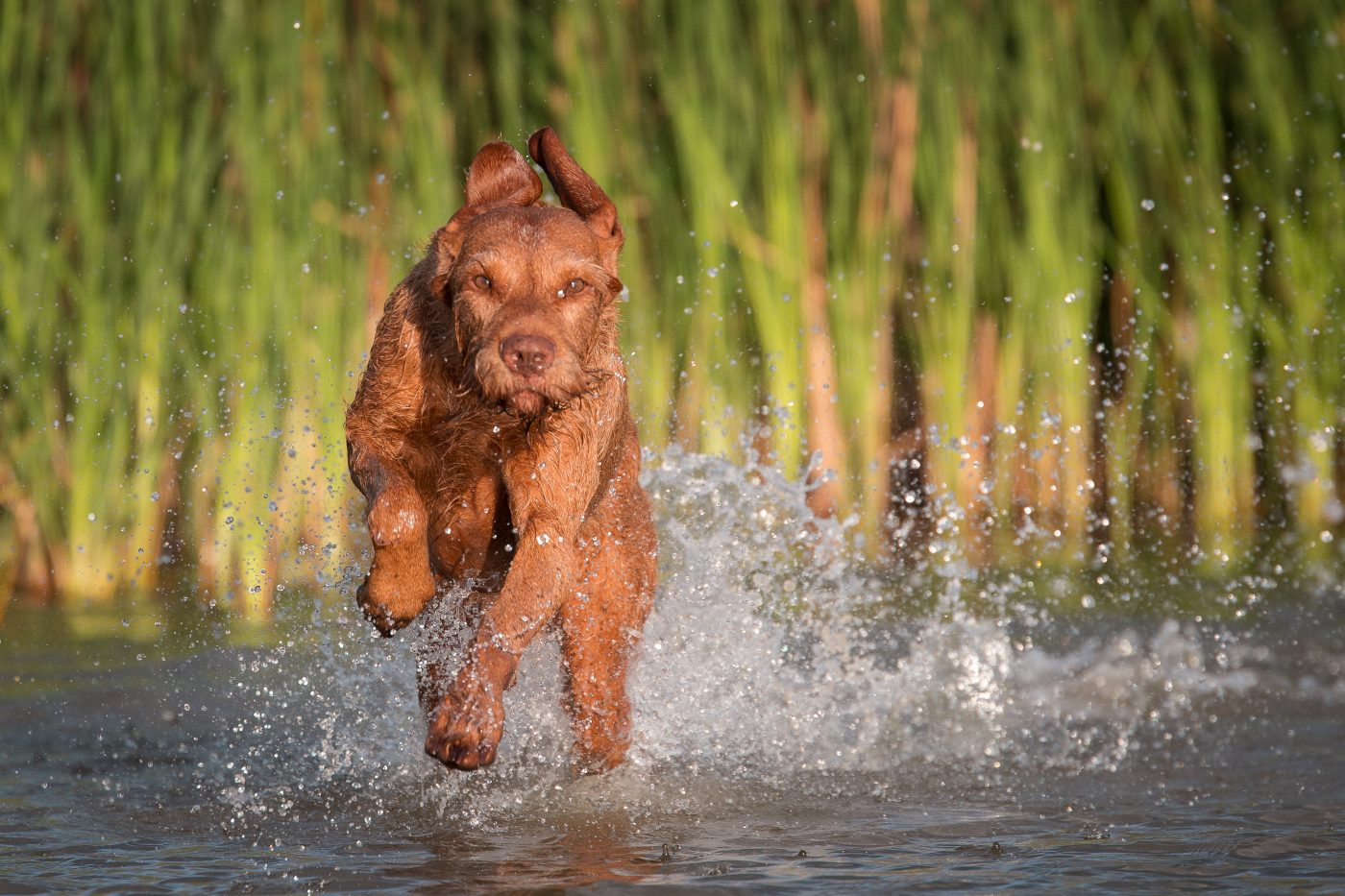 Wirehaired Vizsla5 1400x933 1