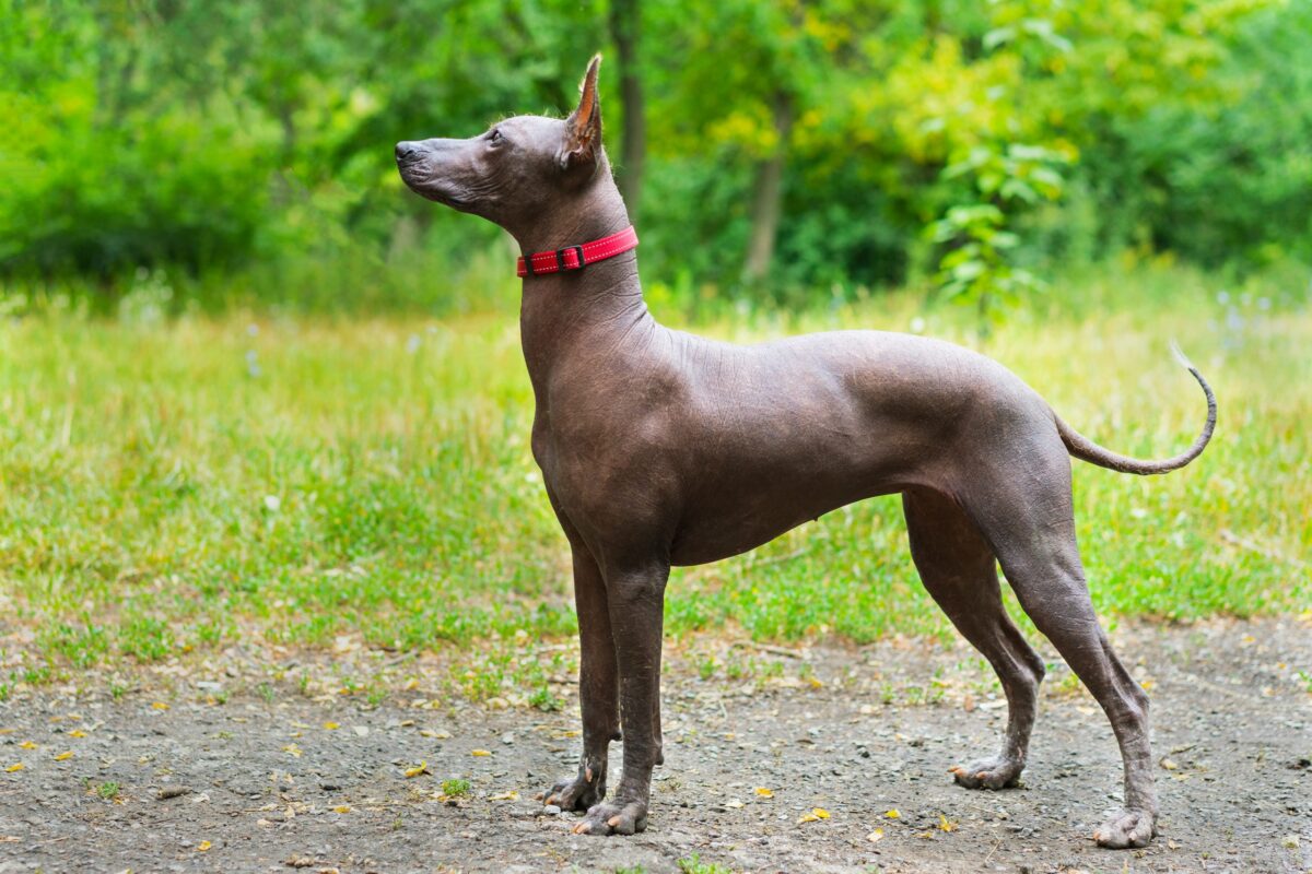 Xoloitzcuintli scaled e1726364921856