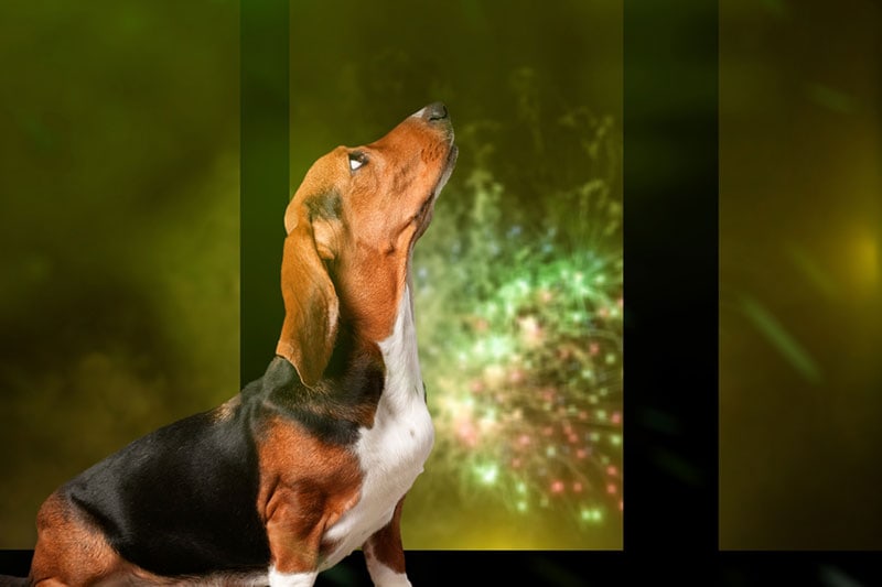 a dachshund dog barking at the fireworks Billion Photos Shutterstock