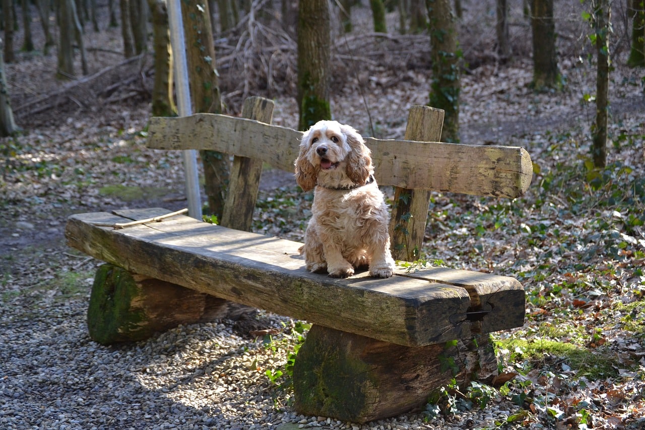 american cocker spaniel 755781 1280