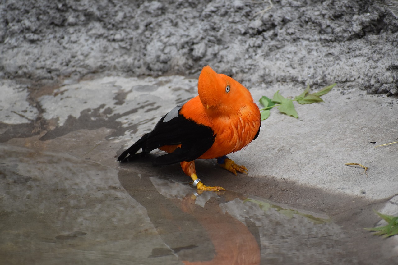 andean cock of the rock 6922058 1280