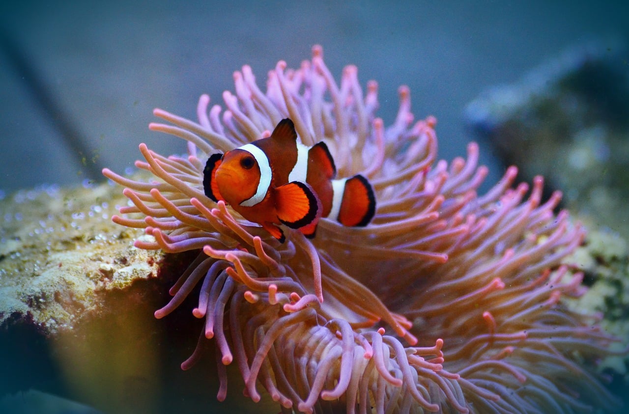 anemonefish 1496889 1280