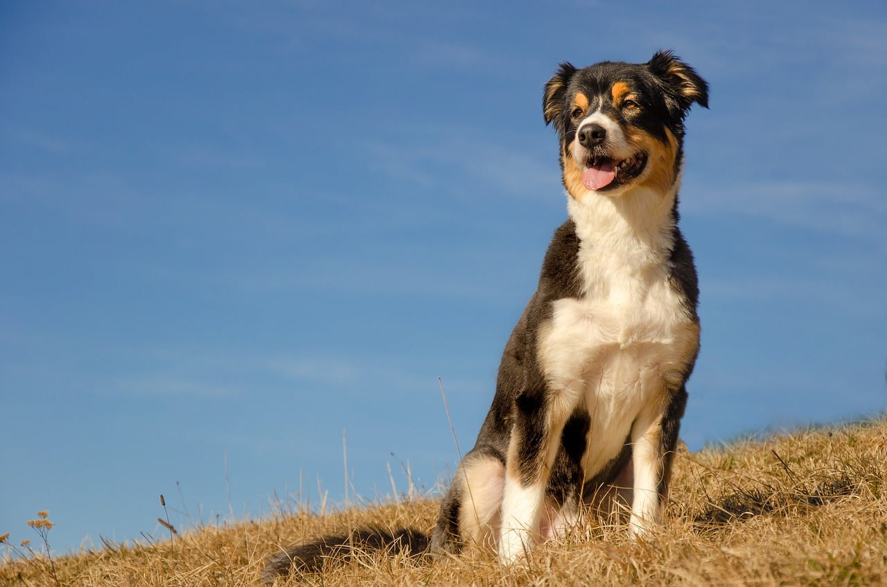 australian shepherd 5970985 1280