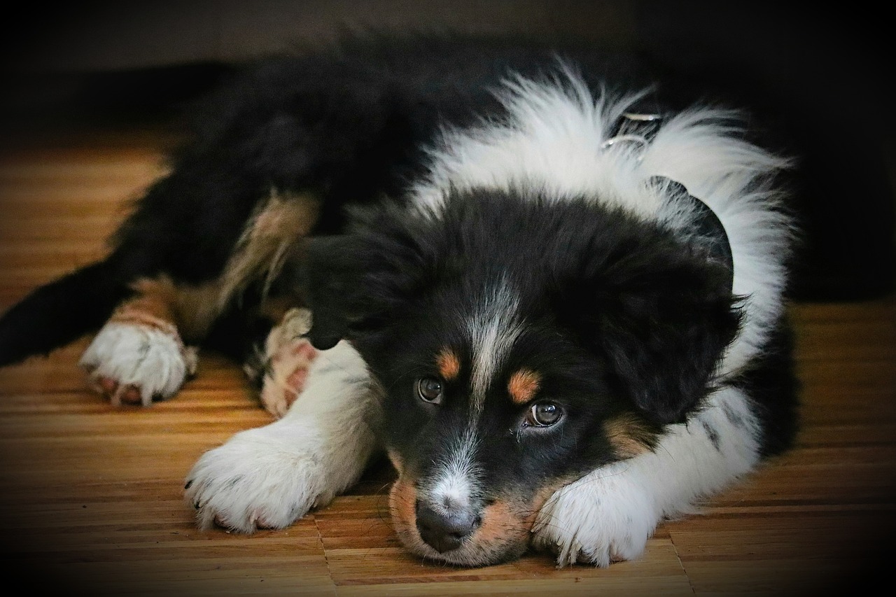 australian shepherd 6155496 1280