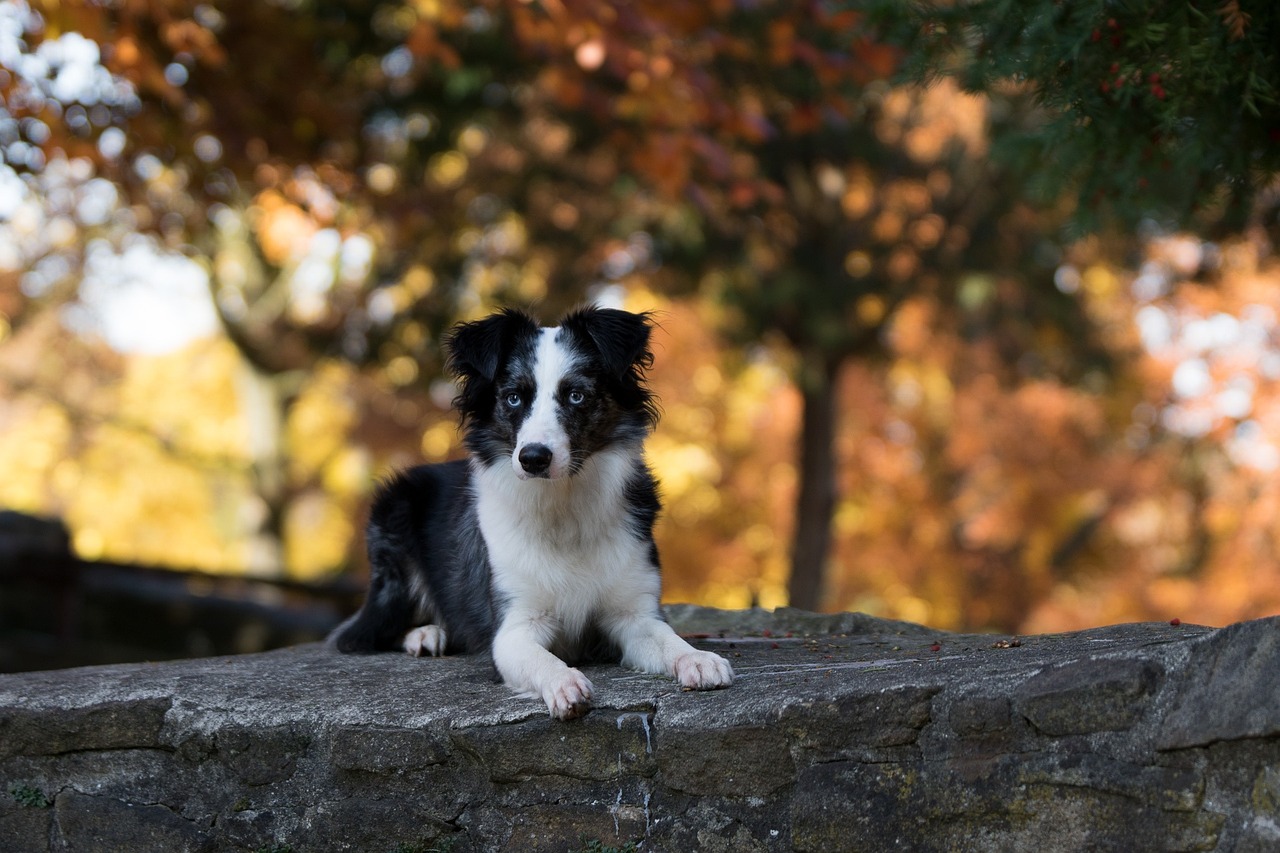 australian shepherd mini 1016061 1280 1