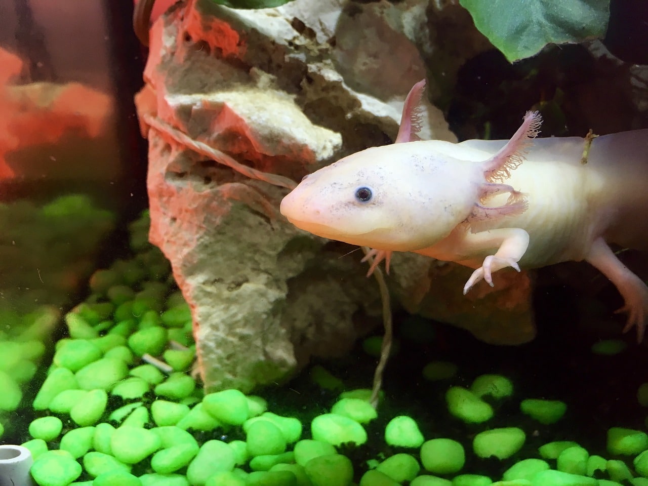 axolotl 2412189 1280 1