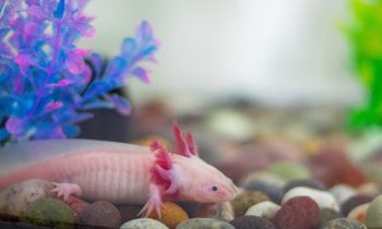 axolotl 5415386 1280 e1733347994881 350x210 1