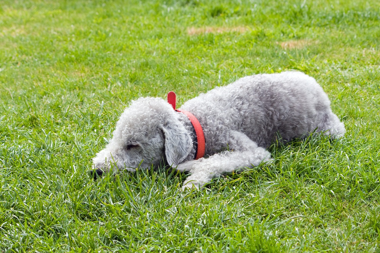 bedlington terrier 76571 1280