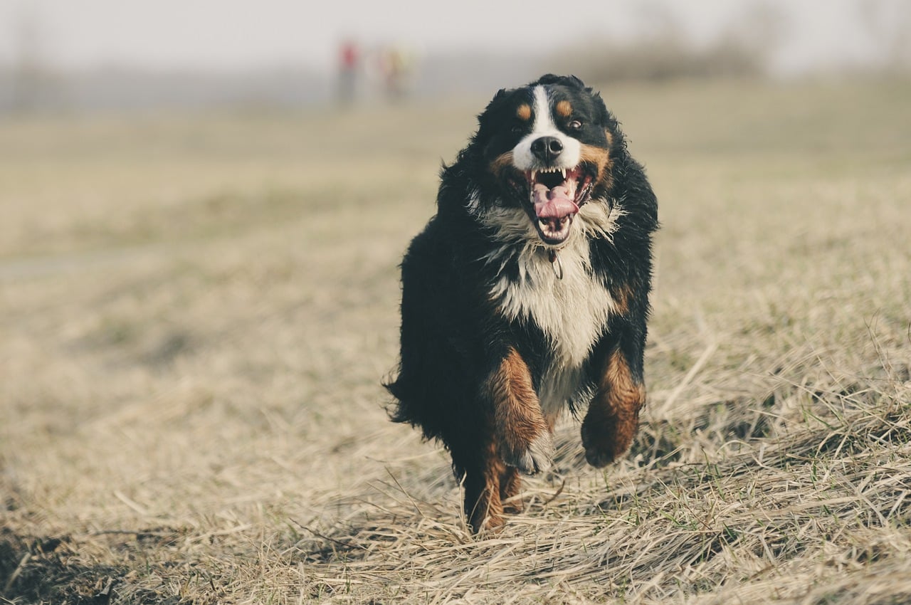 bernese mountain dog 1935025 1280