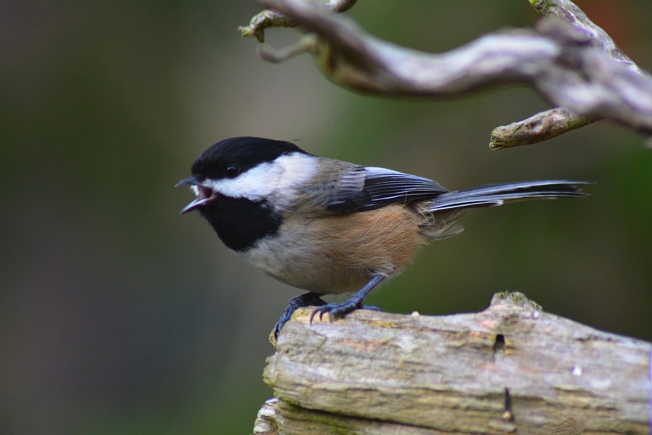 black capped chickadee 5912023 1280