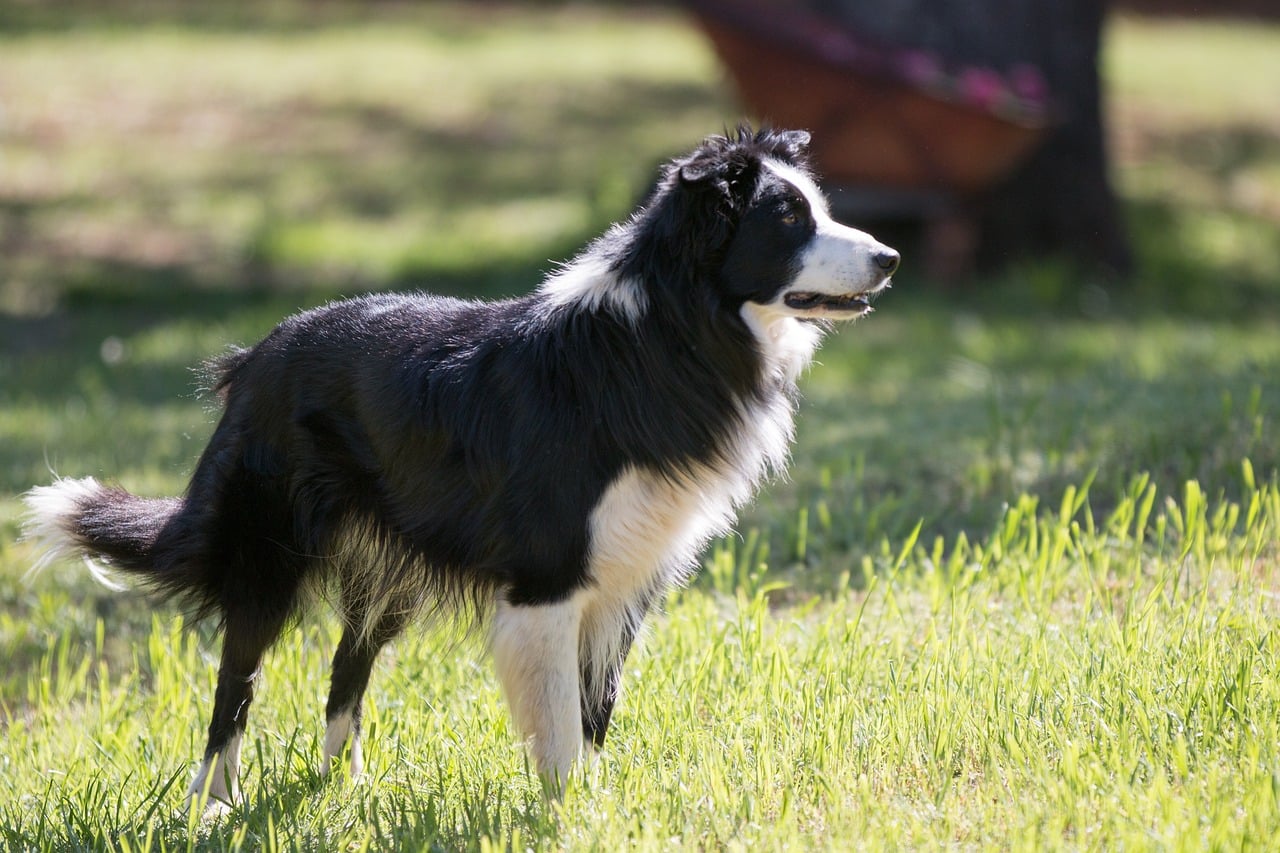 border collie 3753041 1280