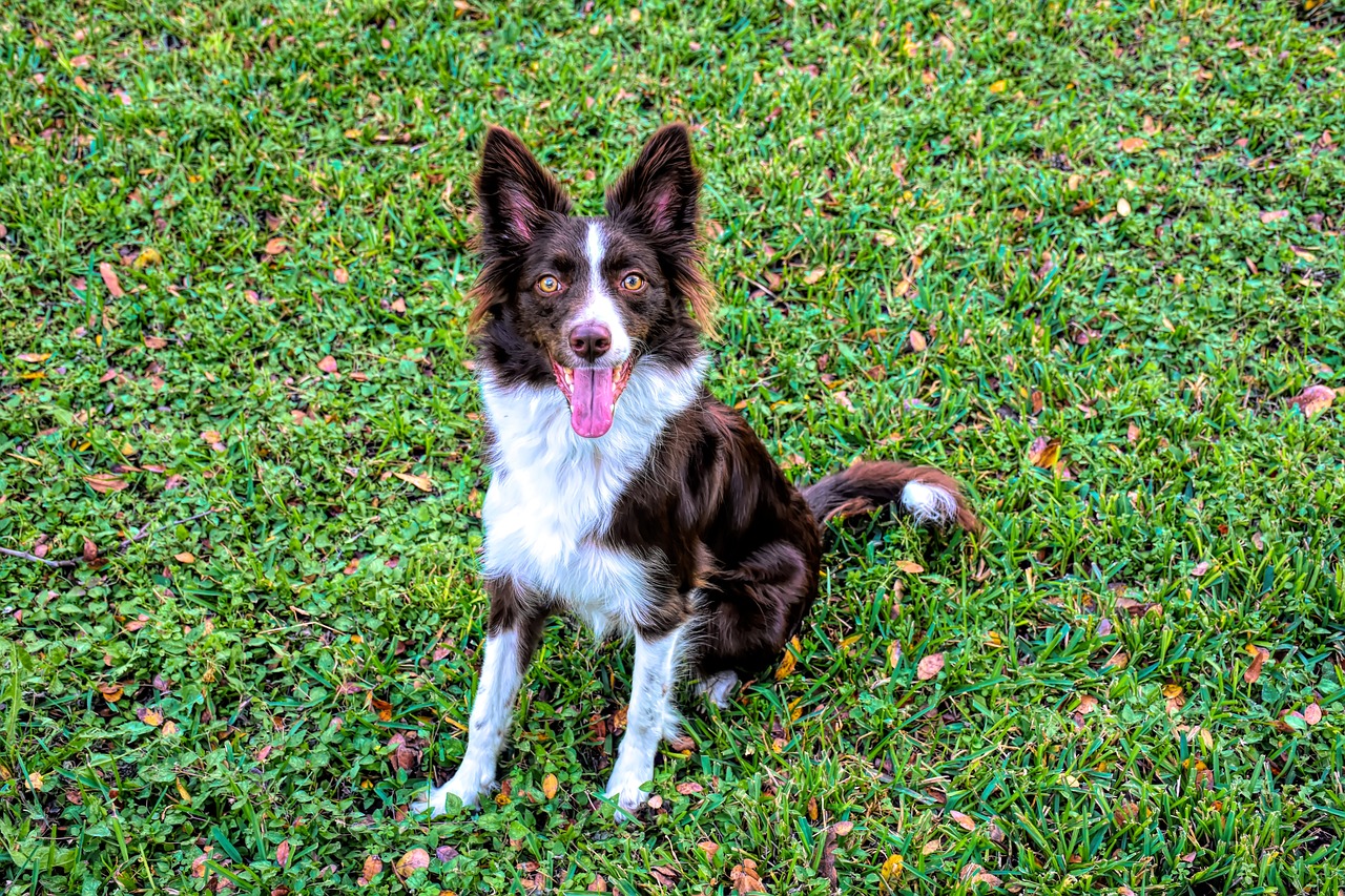 border collie 4020052 1280