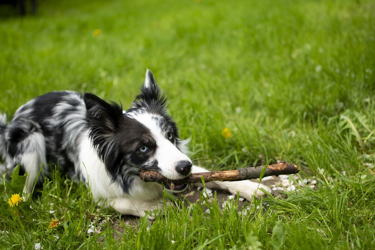 border collie 6328708 1280