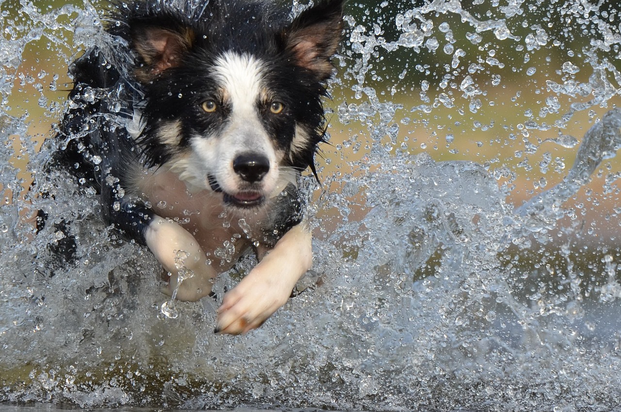 border collie 667487 1280