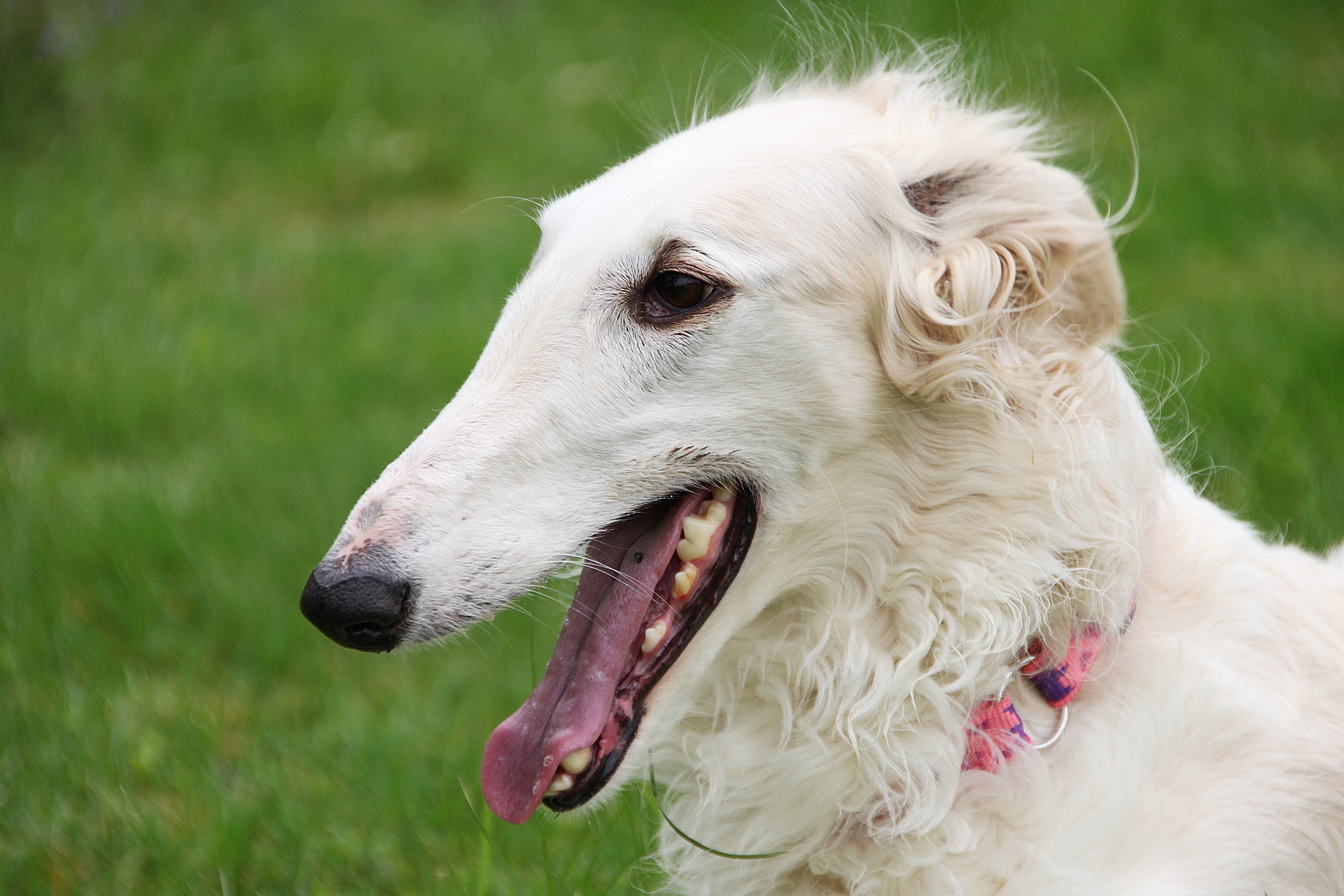 Borzoi-dog-breed