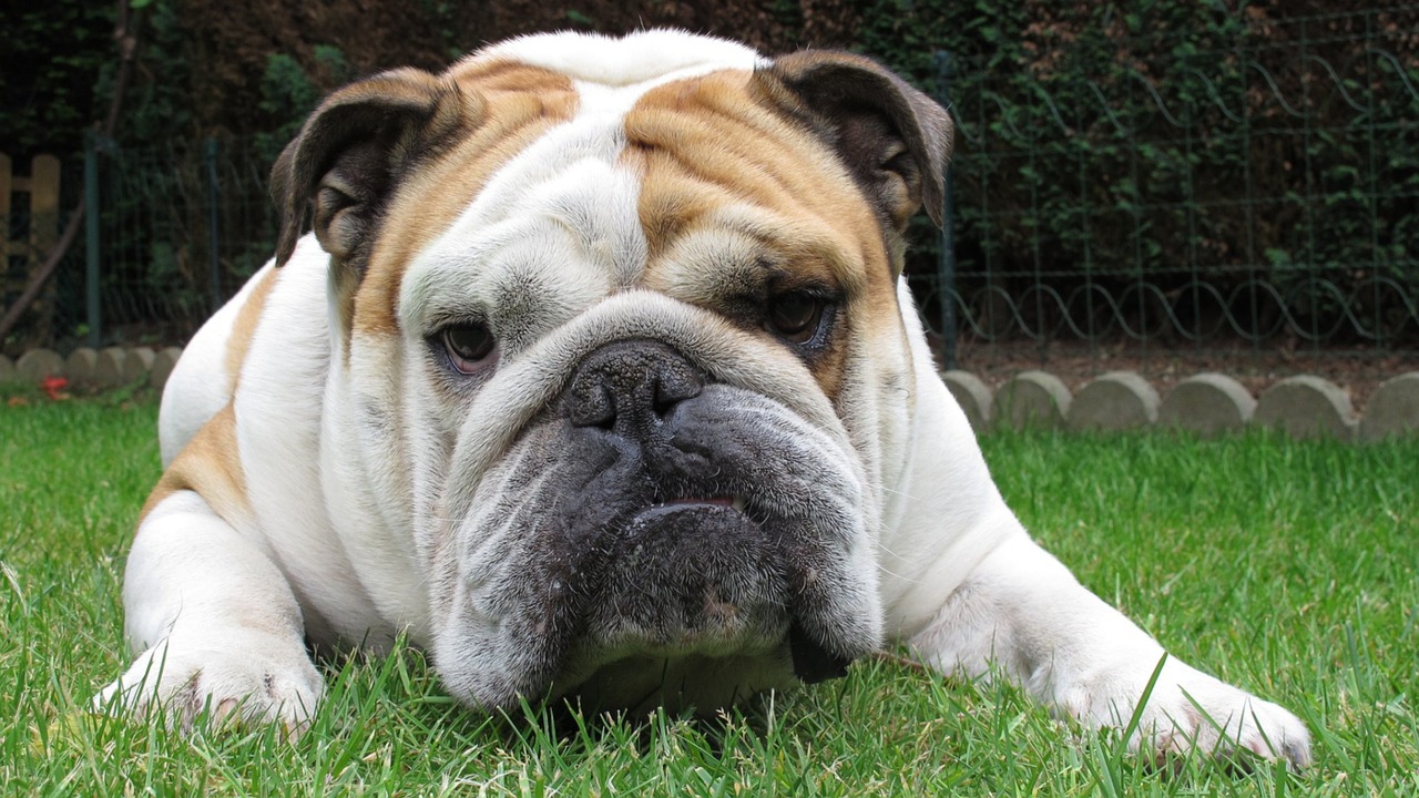 bulldog 6028253 1280 1