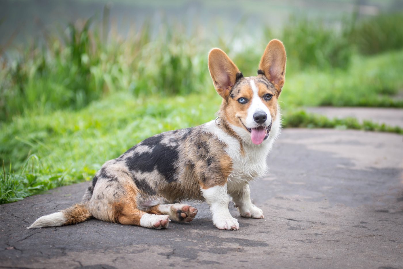 cardigan welsh corgi5 1400x935 1