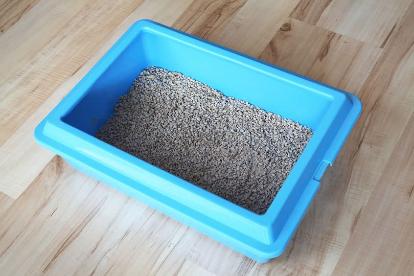 clean litter box on wooden floor