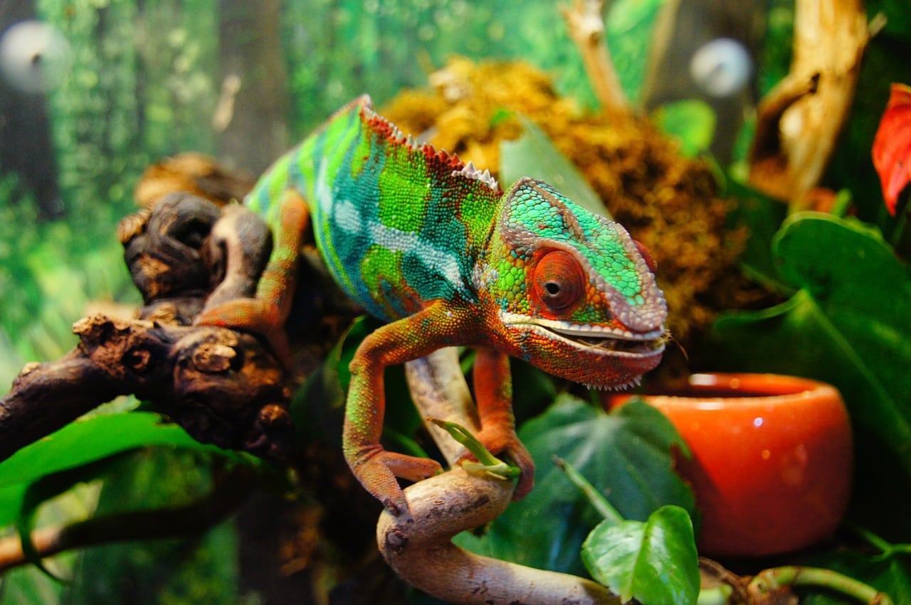 chameleon 226287 1280